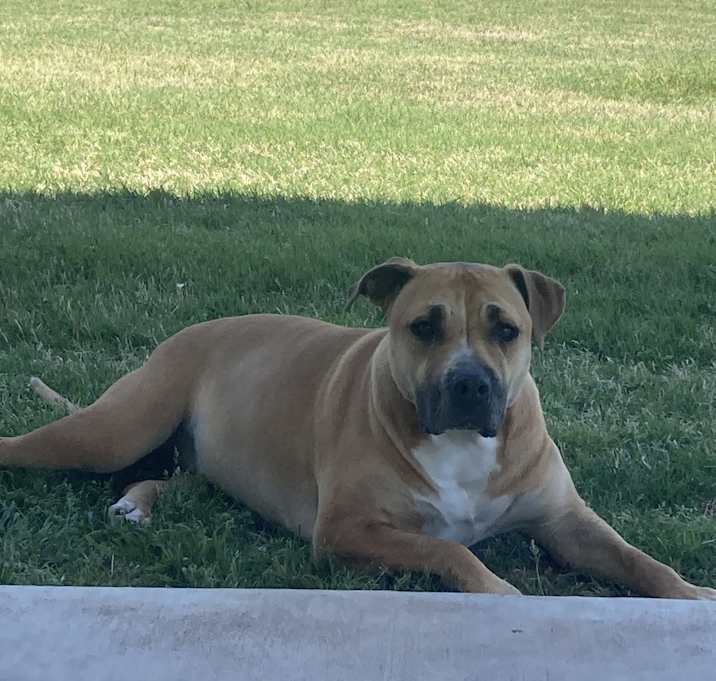 Photo of Sadie