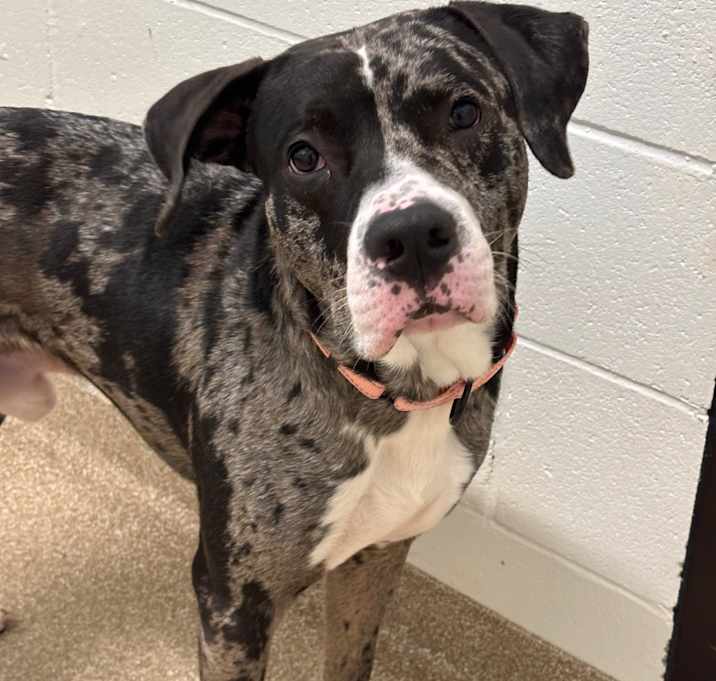 Photo of Champ