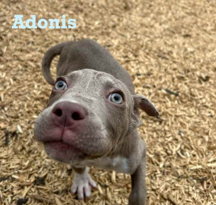 Photo of Adonis