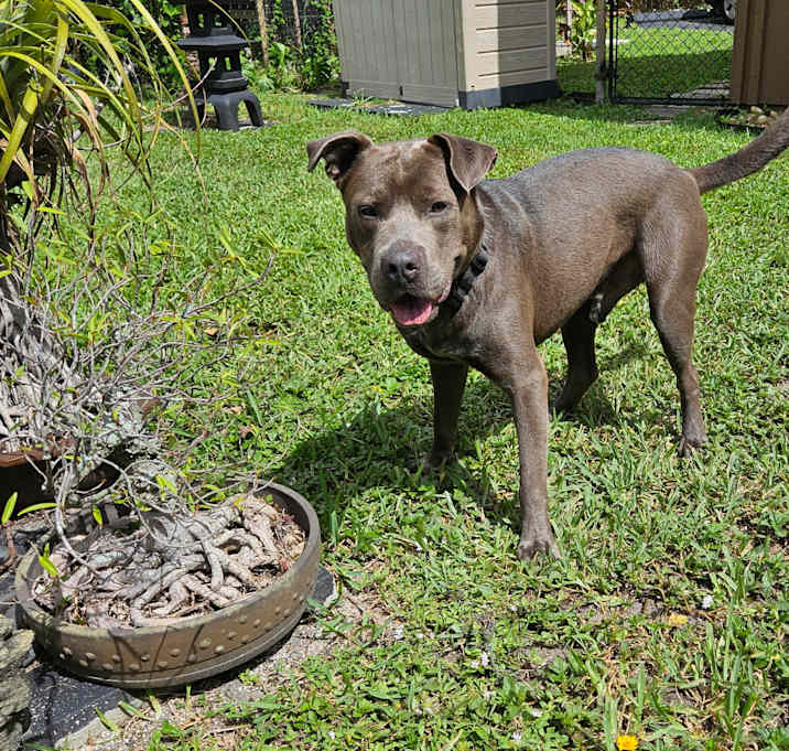 Photo of Blue