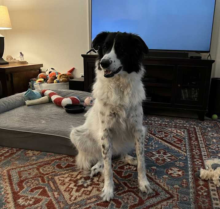 Photo of Indy