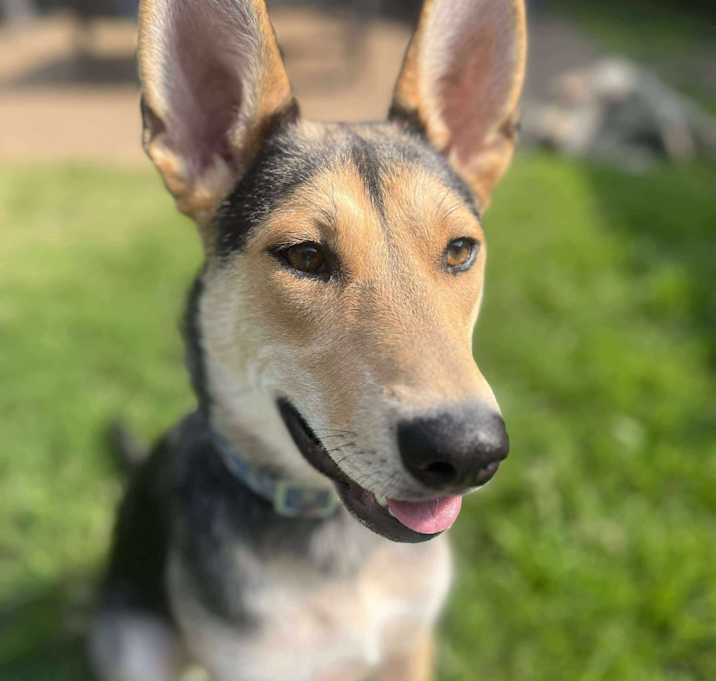 Photo of Kona (7mo PUPPY)