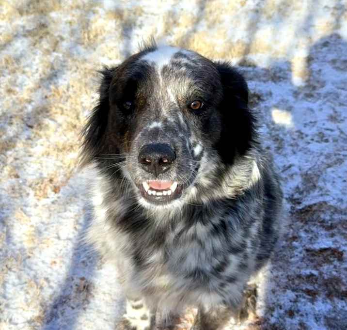 Photo of Archie