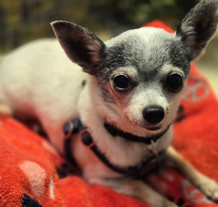 Photo of Chico