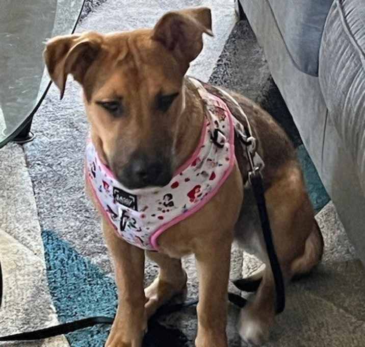 Photo of Daisy