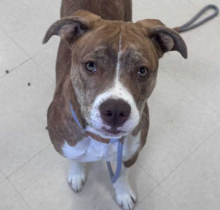Photo of June Bug