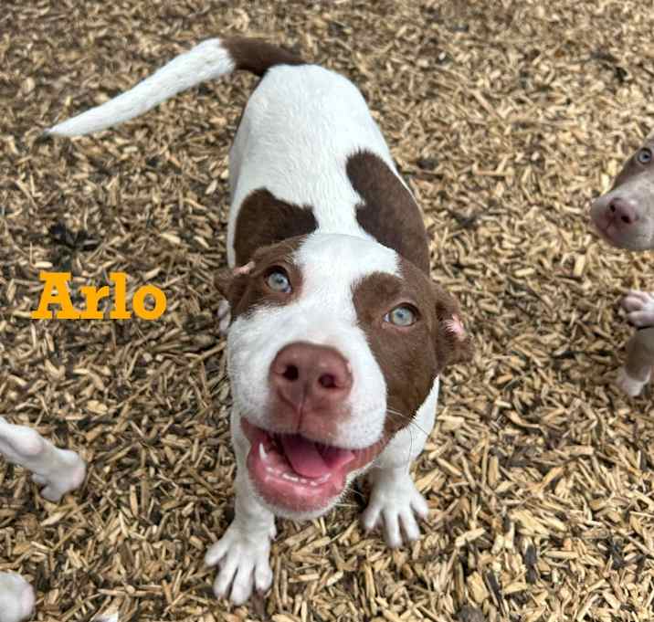 Photo of Arlo