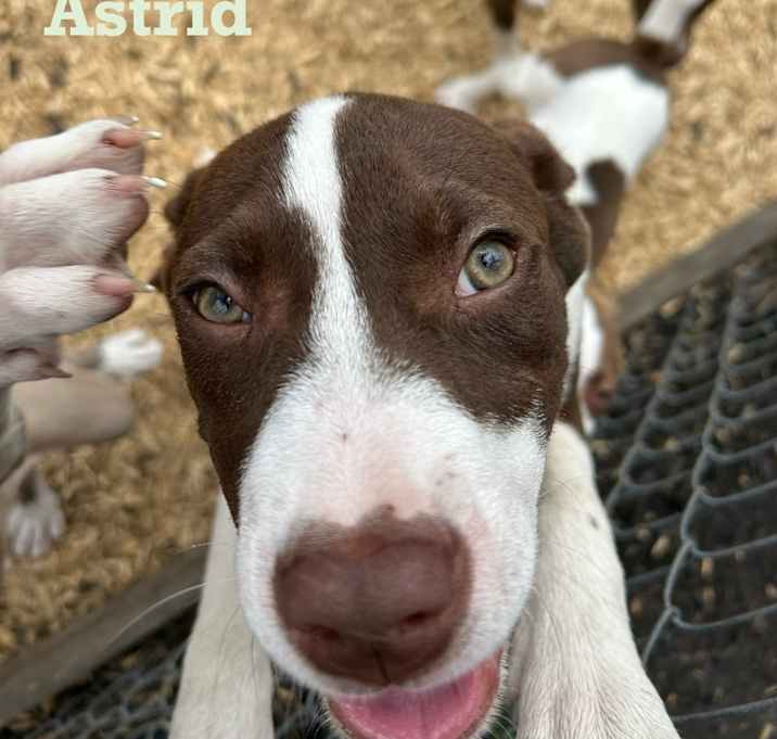 Photo of Astrid