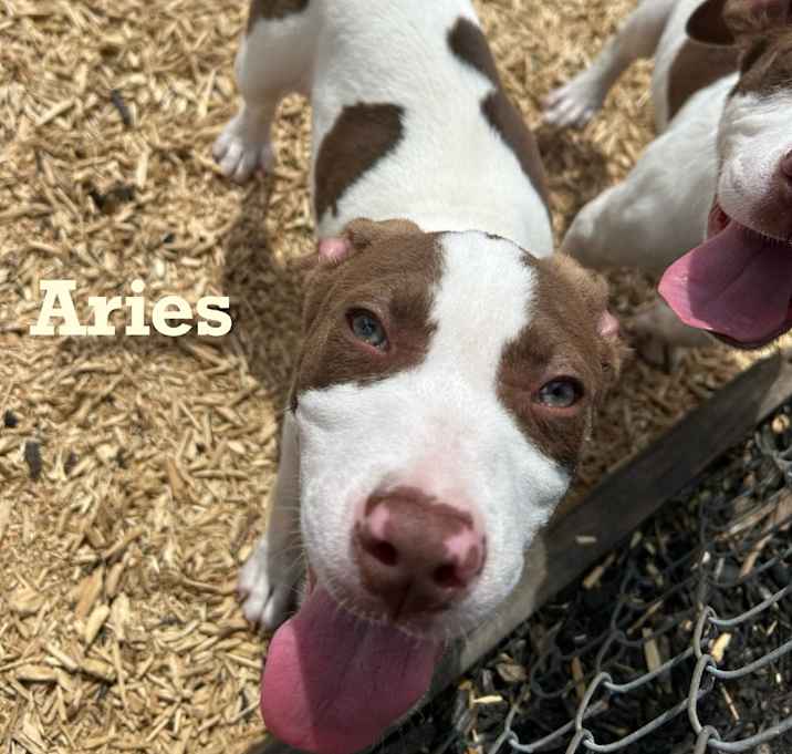 Photo of Aries