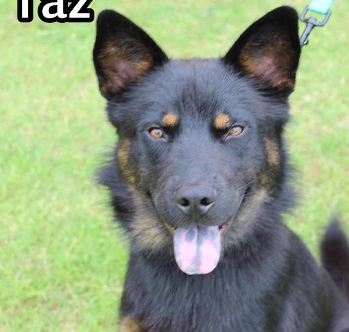 Photo of Taz