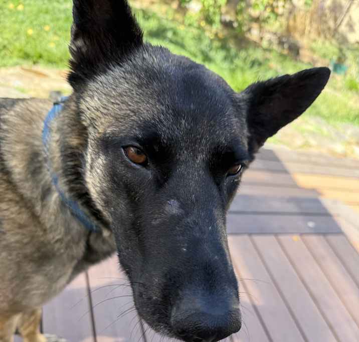 Photo of Buddy