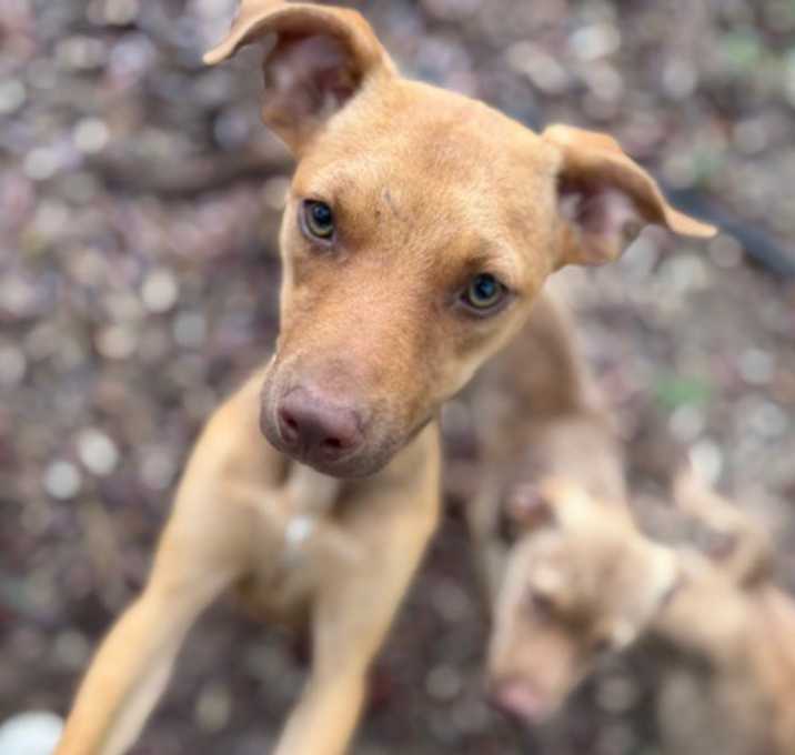 Photo of Sage