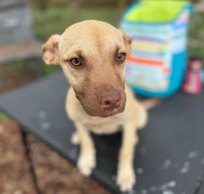 Photo of Nala