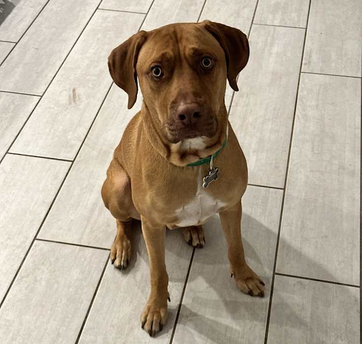 Photo of Barkley