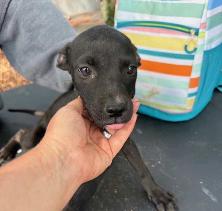 Photo of Delilah
