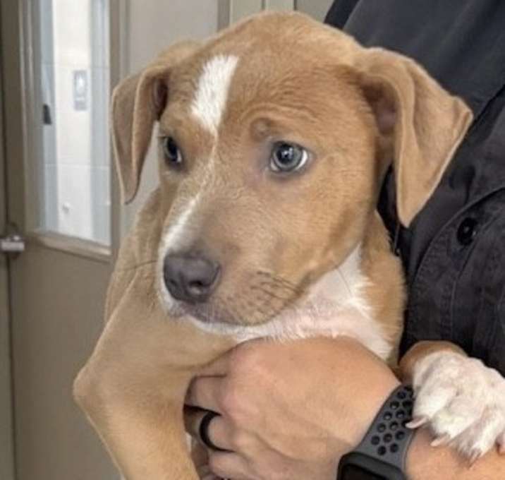 Photo of 4PAWS Steve
