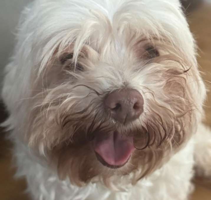 Photo of Toby