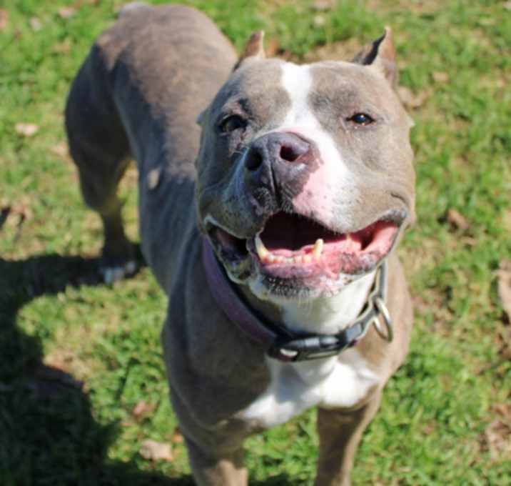 Photo of Belle (in foster)