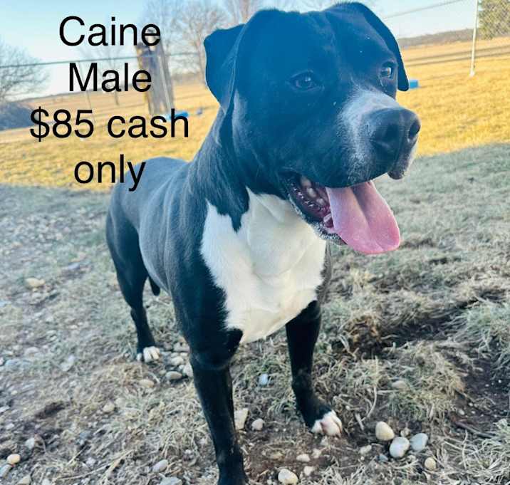 Photo of Caine
