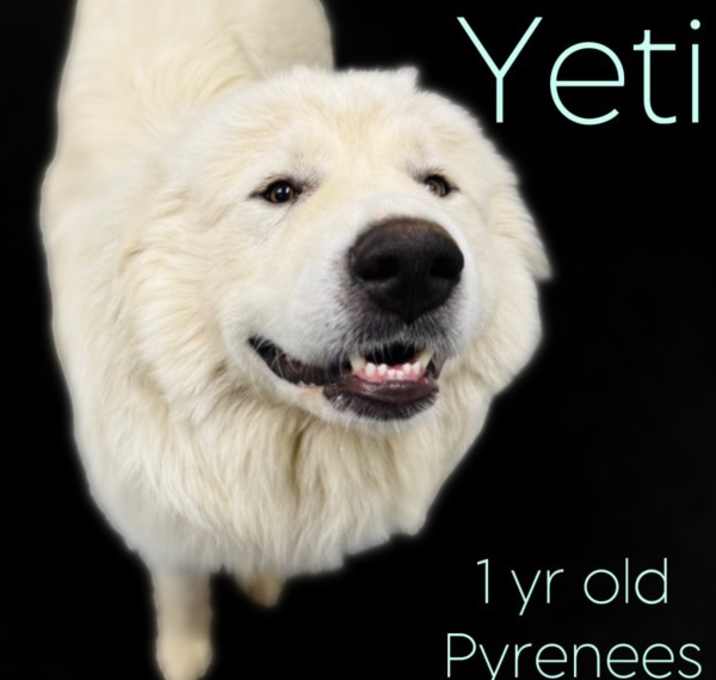 Photo of Yeti