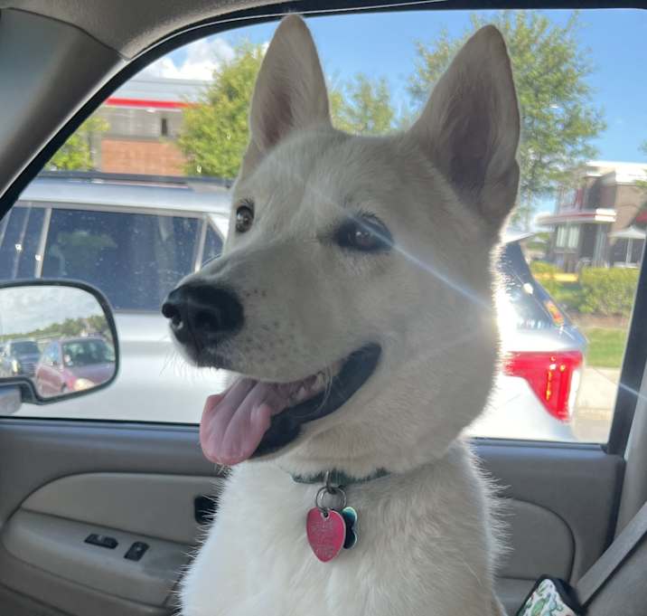Photo of Scarlet