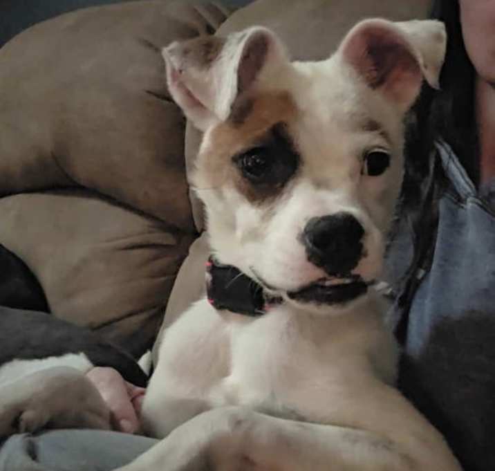 Photo of Odie