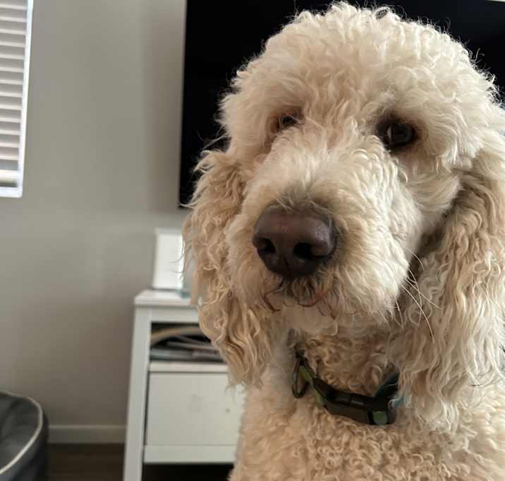 Photo of Winston