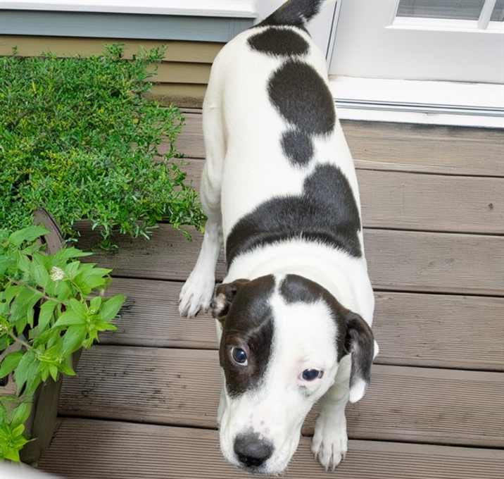 Photo of OREO