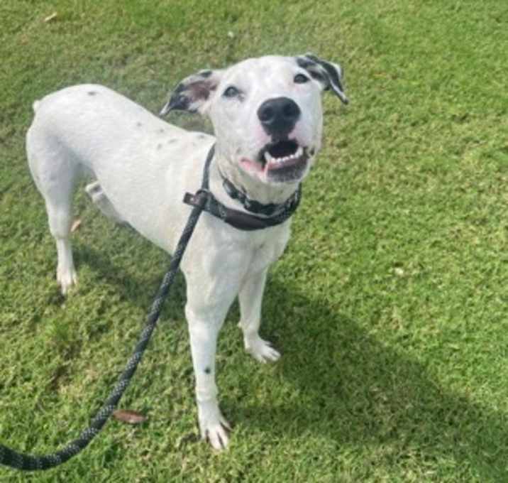 Photo of Odie