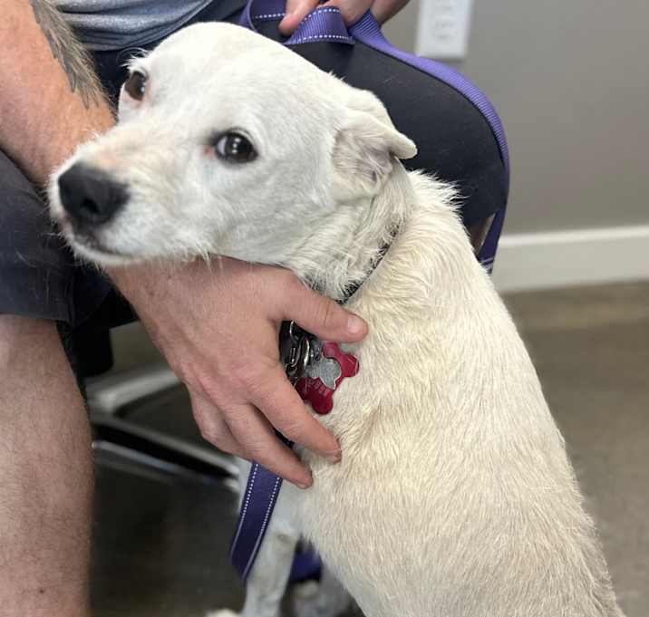 Photo of Snowball 
