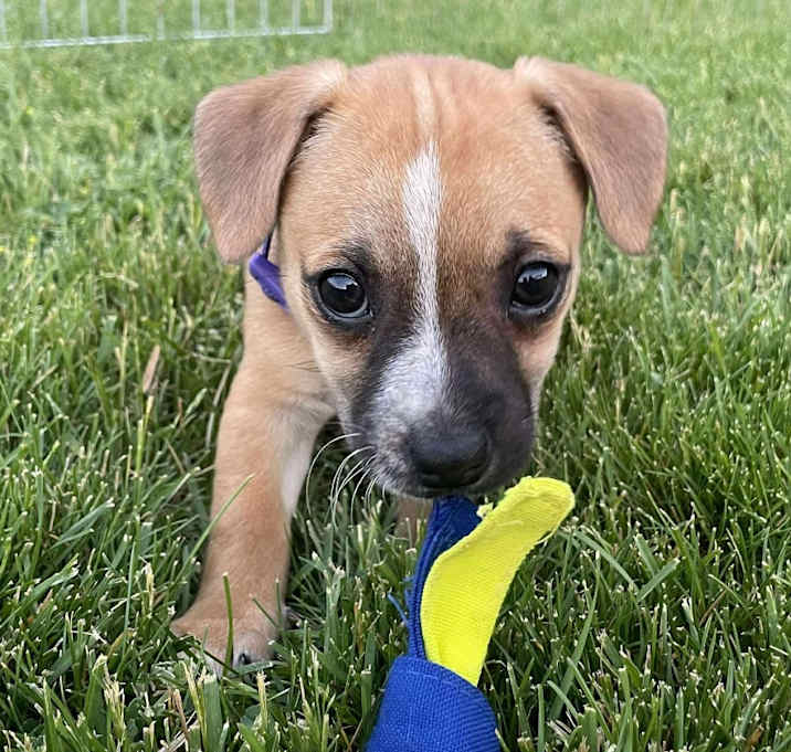 Photo of Pancake