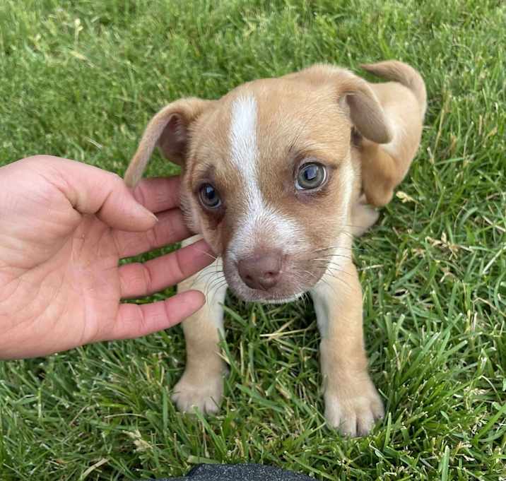 Photo of Waffle