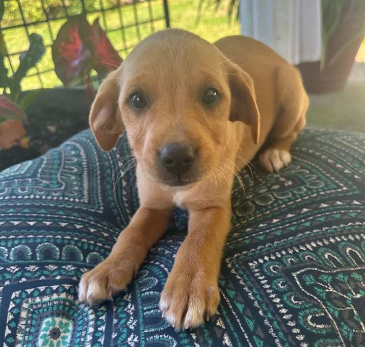 Photo of Ember
