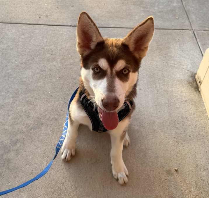 Photo of Shadow