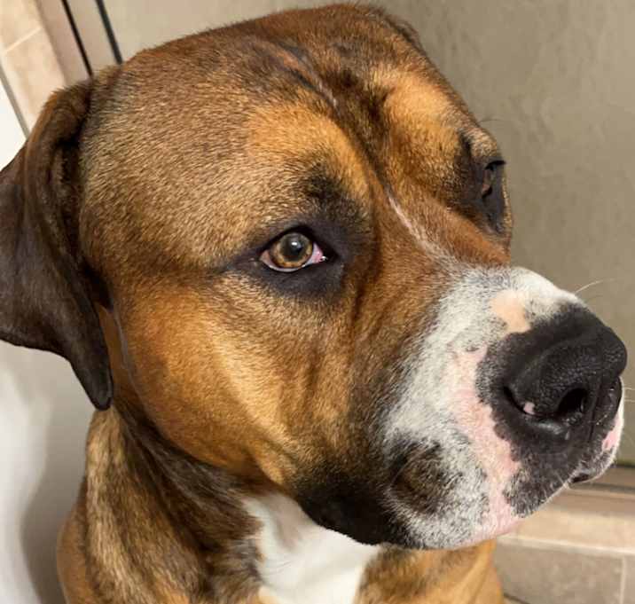 Photo of Tank