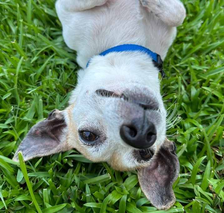 Photo of Macaroni Bob