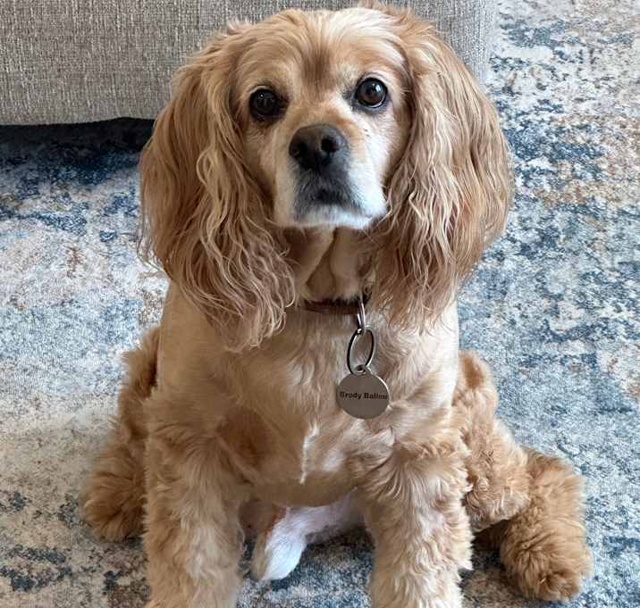 Photo of Brody