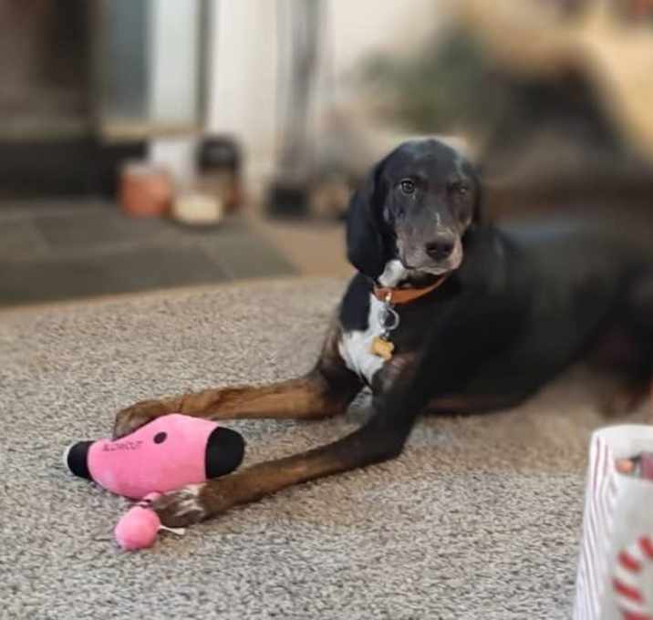 Photo of Roscoe