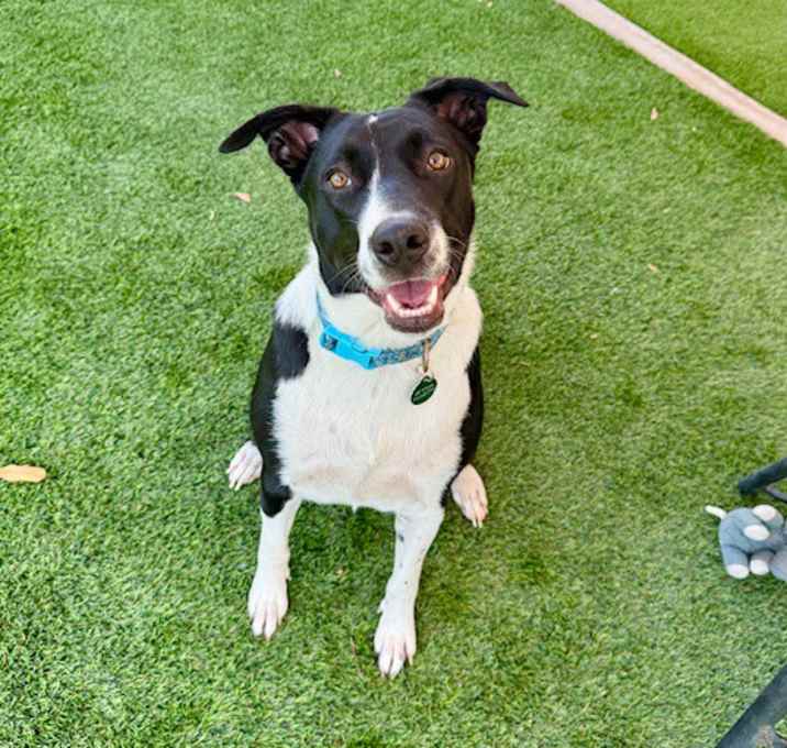 Photo of Checkers