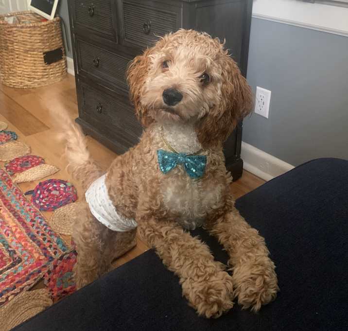 Photo of Nugget