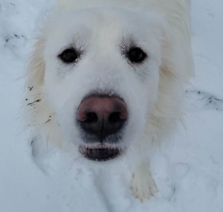 Photo of Daisy