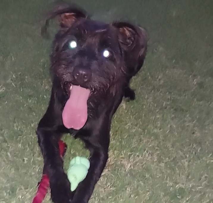 Photo of Griffen