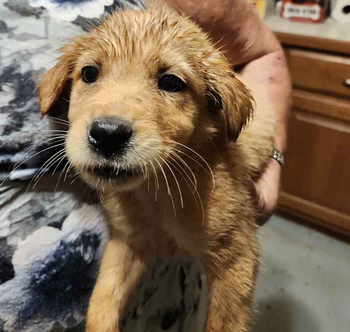 Photo of Marley