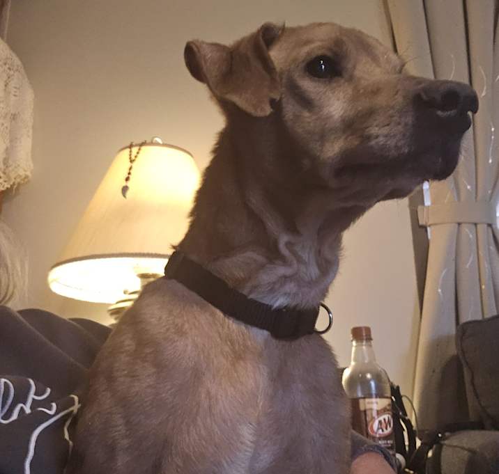Photo of Rusty