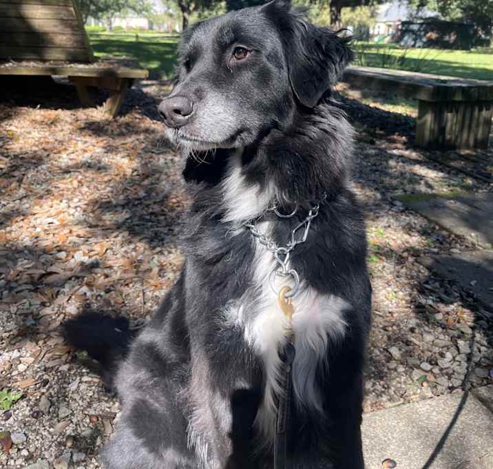 Photo of Ruby
