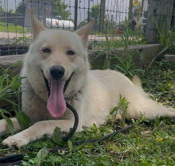 Photo of Koda
