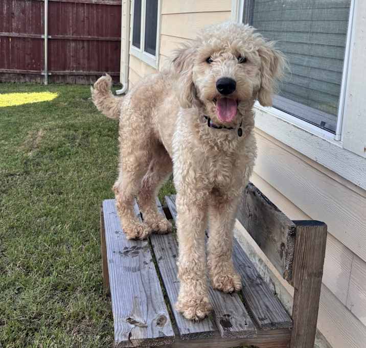 Photo of Daisy