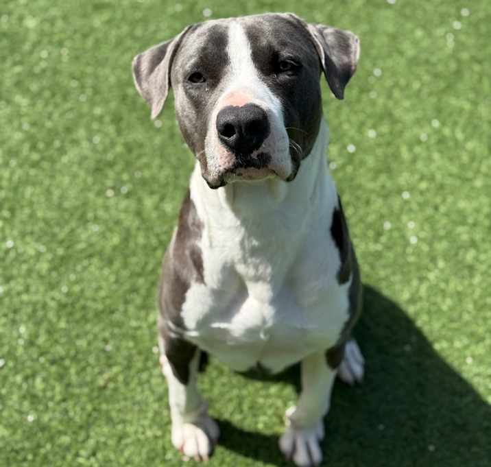 Photo of Angus