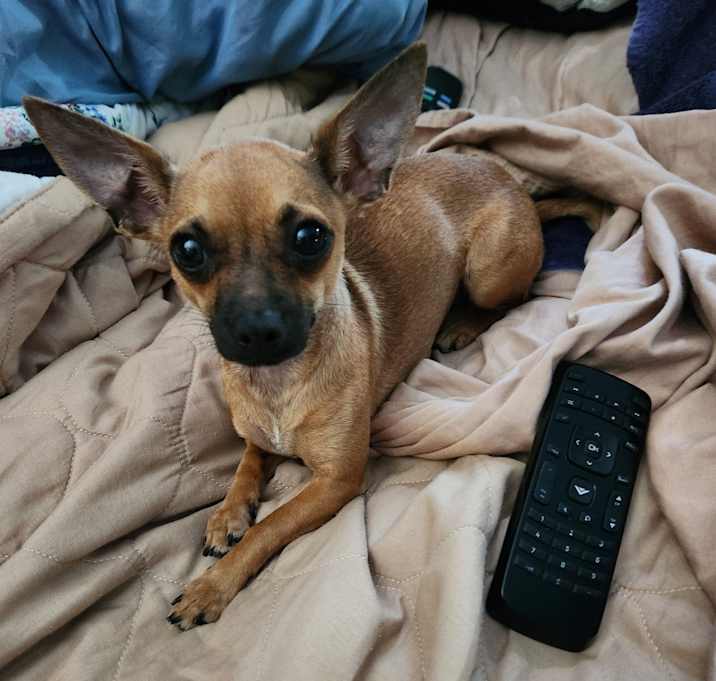 Photo of Gidget