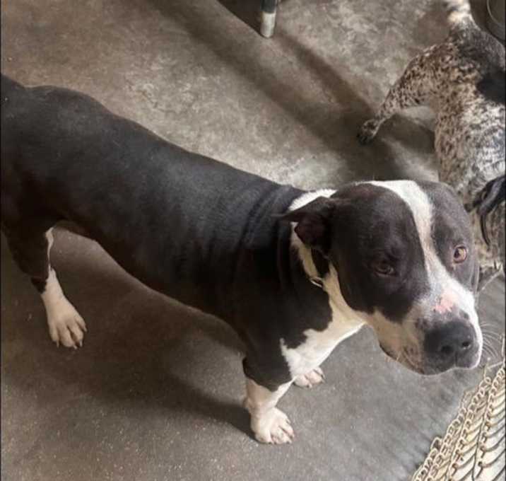 Photo of apollo